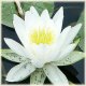 white water-lily
