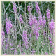 purple loosestrife flowers
