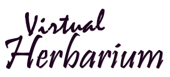 virtual herbarium link graphic